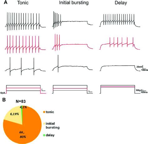 Firing Patterns Of Glyt2 Tdtomato Neurons In Spinal Dorsal Horn Notes