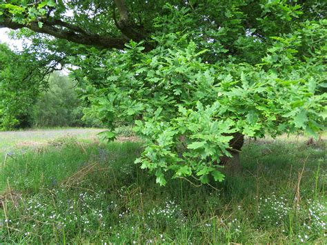 Dioctria Oelandica Habitat At Ryton Wood Warwickshire Flickr