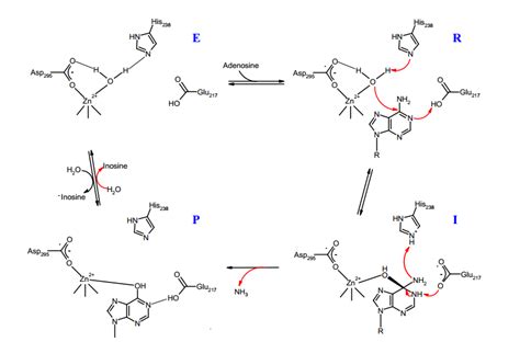 Mechanism of reaction of adenosine deaminase