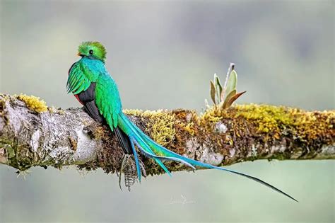 Flora Y Fauna De Chiapas Un Para So Biodiverso Teleflor