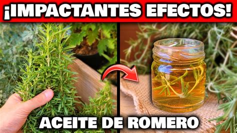 Los MILAGROS del ACEITE de ROMERO CASERO Usos y BENEFICIOS Cómo