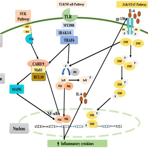 Crosstalk Between P X R Nlrp Nf B Pathways P X R Purinergic X