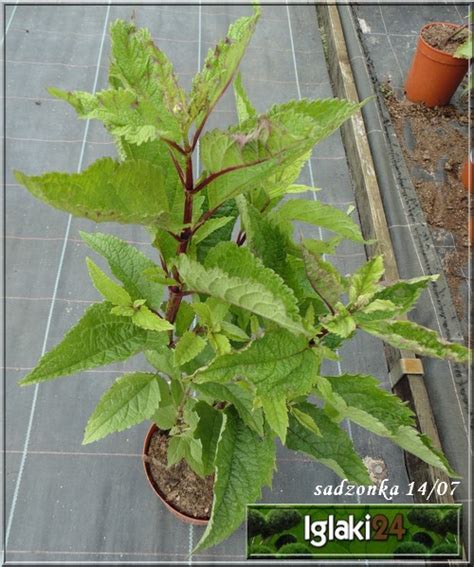 Eupatorium Purpureum Atropurpureum Sadziec Purpurowy Atropurpureum