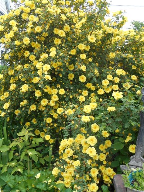 yellow flowers are blooming in the garden