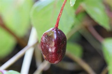 How to Harvest and Save Fuchsia Seeds | Gardener’s Path