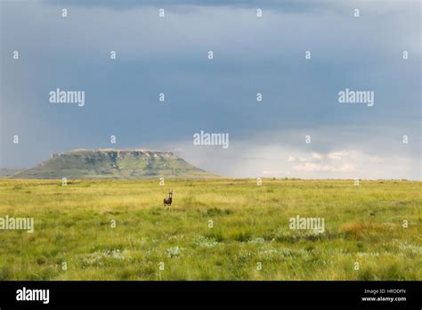 The High Grasslands Of Golden Gate Highlands National Park In The Free State Of South Africa