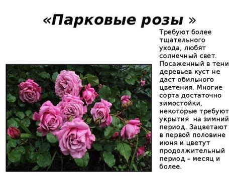 Описание парковых роз: зимостойкие сорта не требующие укрытия ...