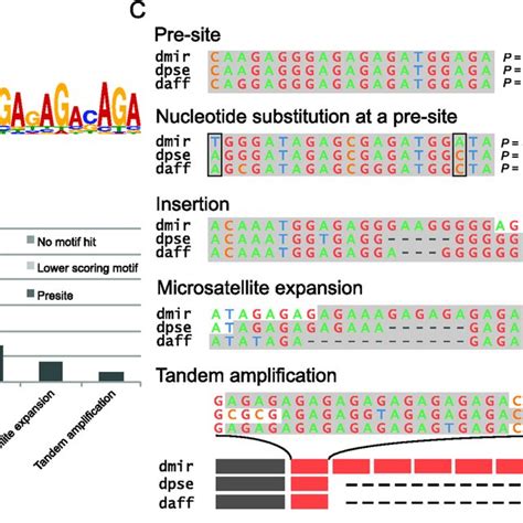 Model Of Chromatin Changes At Evolving Neo Sex Chromosomes The Process