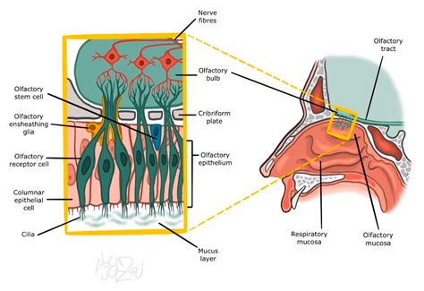 Olfactory Epithelium In The Nasal Cavity