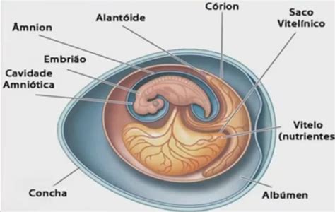 Qual Estrutura Fornece Alimento E Oxigênio Ao Embrião - Os anexos embrionários são estruturas que auxiliam o embrião durante o ...