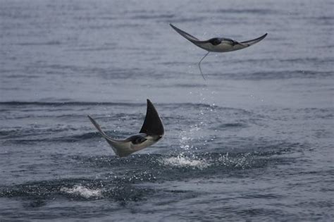 mobula thurstoni bentfin devil ray