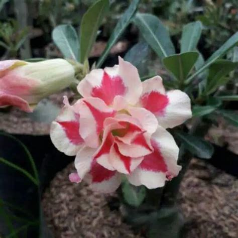 Bibit Bunga Kamboja Adenium Kamboja Jepang Adenium Kembang Tumpuk