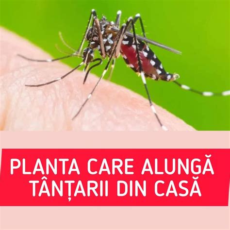 Plante care alungă țânțarii Iată șase plante pe care le poți crește în