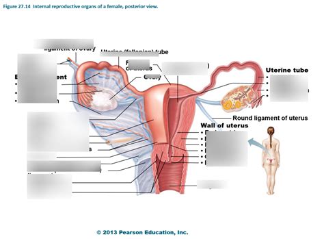 Fallopian Tube Diagram | Quizlet