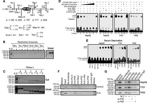 Figure 3 From Nf Kappab P50 P65 Hetero Dimer Mediates Differential