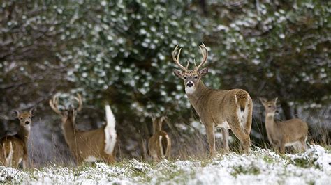 Firearms Deer Season New Online Harvest Reporting Set To Begin