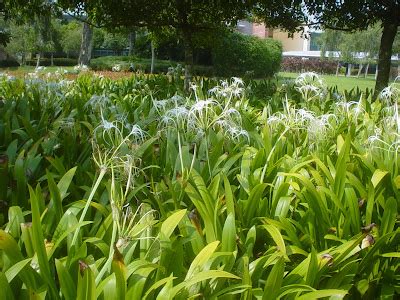 native myanmar flowers lovers white lily crinum latifolium