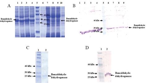 Analysis Of BZDH Before And After Purifi Cation A SDS PAGE After