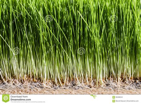 Wheatgrass Details Of The Roots Seeds And Healthy Mature Sprout Stock