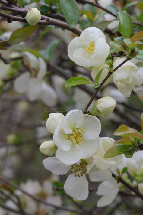 Chinese Quince Chaenomeles Speciosa Alba White Flowers Stock Image