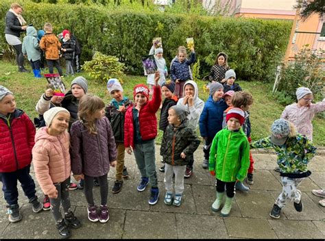 Akcja Sadzimy Krokusy Zako Czona Muzyczna Semka