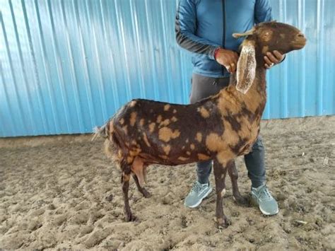 18 Month Brown Sirohi Pregnant Goat Milk Weight 70 Kg At Rs 15000