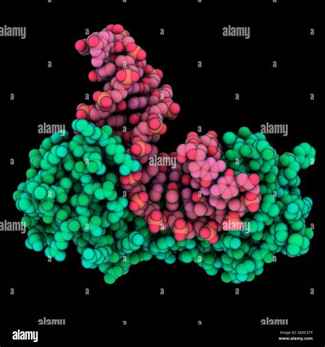 Tata Binding Protein Tbp Complexed With Tata Box Computer Model