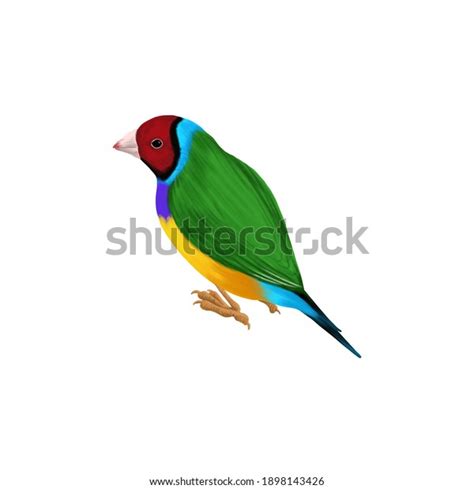 Drawing Bird Gouldian Finch Hand Drawn Stock Illustration 1898143426