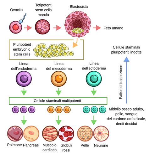 Tipi Di Cellule Staminali Labster Theory