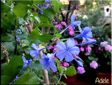 plumbago