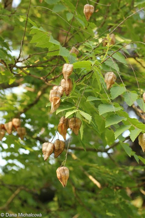 Koelreuteria Paniculata Golden Rain Tree Seeds Ubicaciondepersonas