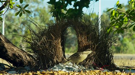 Species of the Week: bowerbird | One Earth