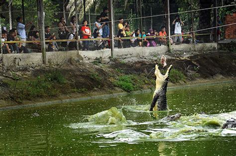 Jongs Crocodile Farm And Zoo Kuching Sarawak Borneo Exotic Creatures