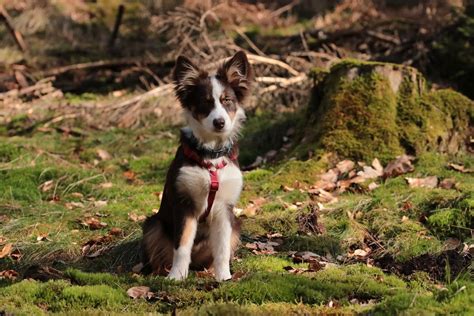 Sidney In Tour Ich Glaub Ich Steh Im Wald Ralf T Flickr