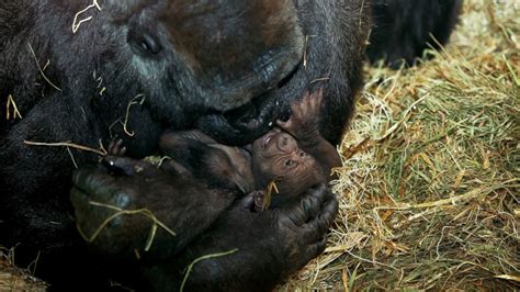 Zoo brings in OB-GYN for humans to deliver baby gorilla - ABC News