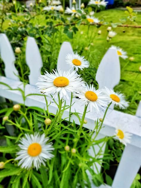 The Difference Between Annual And Perennial Plants Shiplap And Shells