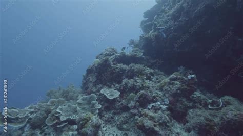 Beautiful coral reef and sea fish underwater. Sea animal on coral reef ...