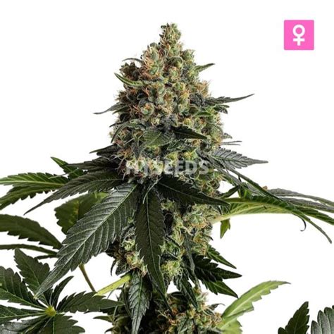 Green Crack Autoflower Zaden Ontkiemgarantie Hy Seeds