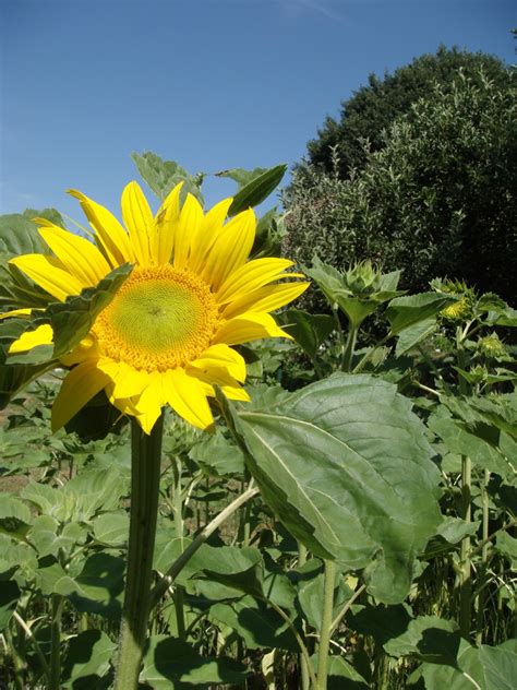 Banco De Imagens Plantar Campo Flor Verão Produzir Botânica