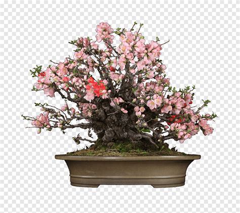 Chinese Sweet Plum Bonsai Flowerpot Lichun Chinese Quince Japanese