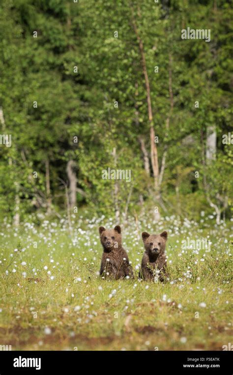 Brown Bear Cubs Ursus Arctos Kuhmo Finland Scandinavia Europe