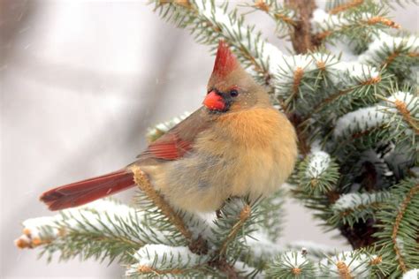 Rare Half Male Half Female Cardinal Spotted In Pennsylvania Birds