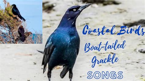 Boat Tailed Grackles Songssoundscalls Southeastern Coastal