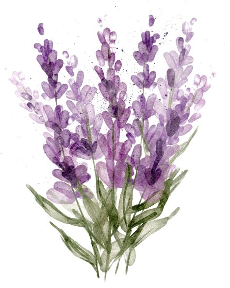 Flores De Lavanda Aisladas Sobre Fondo Blanco Ilustración Botánica Acuarela Dibujado A Mano