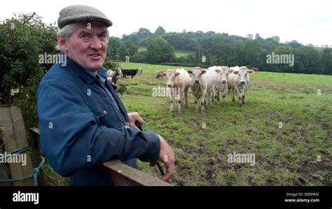 British Farmers Portrait Welsh Farmer Checking On His Cattle In A