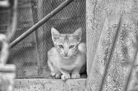 Gambar Hitam Dan Putih Anak Kucing Binatang Menyusui Satu Warna