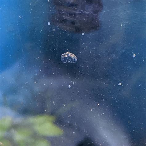 Pond Snail Eggs Day 7: The Hatchening! Details in comments. : AquaticSnails