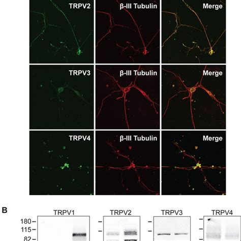 Pdf Ngf Regulates Trpv2 Via Erk Signaling To Enhance Neurite