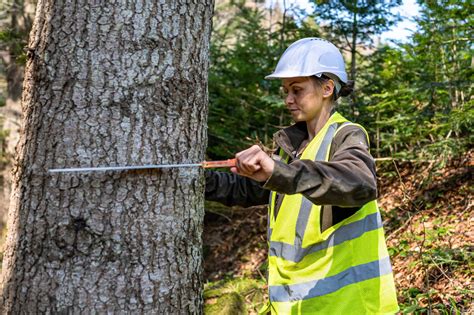 Lantra Bti Basic Tree Survey And Inspection Course