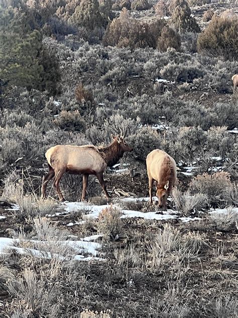 Castle Rock Outfitter Bull Elk Hunts Northern New Mexico NM USA